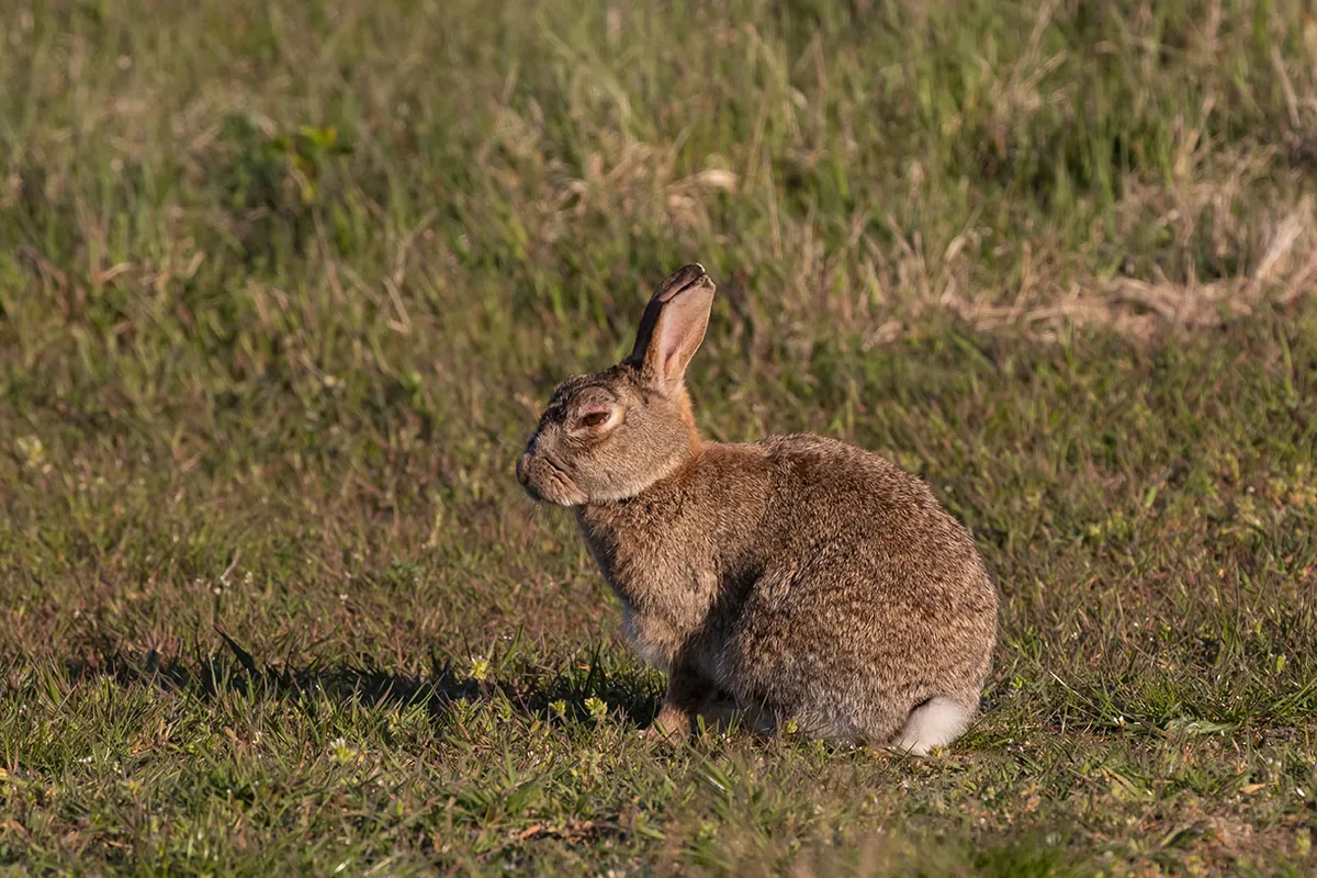 RHD-Virus bei Wildkaninchen in Koblenz nachgewiesen